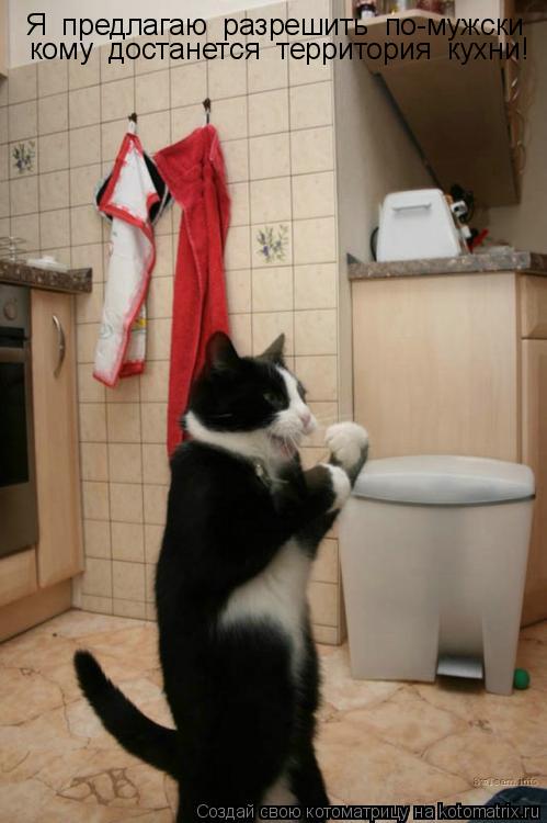 Котоматрица: Я  предлагаю  разрешить  по-мужски кому  достанется  территория  кухни!