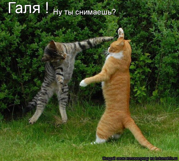 Котоматрица: Галя ! Ну ты снимаешь?