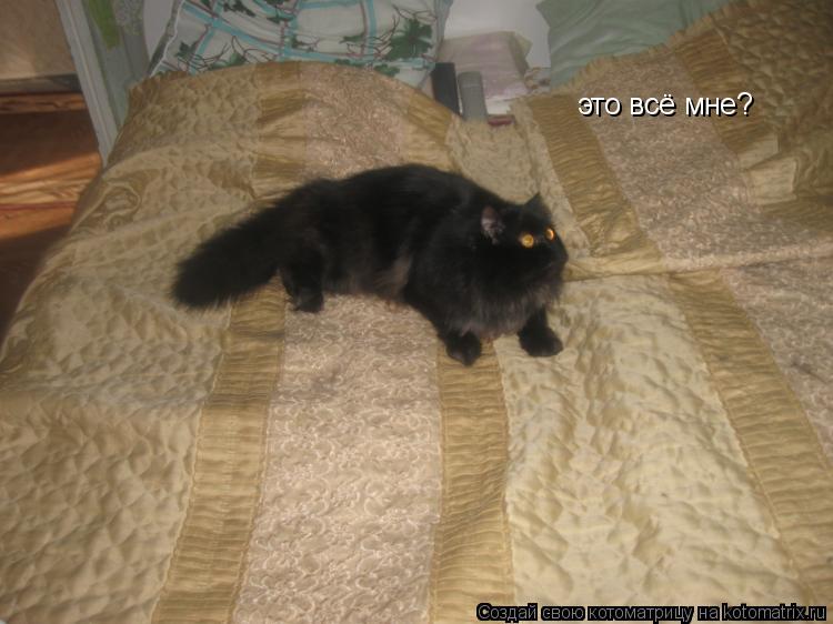 Котоматрица: это всё мне?