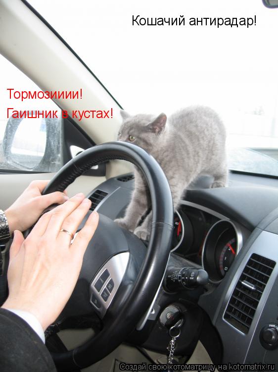 Котоматрица: Кошачий антирадар! Тормозииии! Гаишник в кустах!