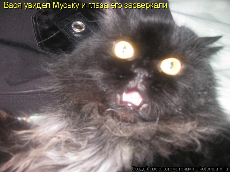 Котоматрица: Вася увидел Муську и глаза его засверкали