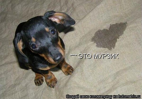 Котоматрица: ЭТО МУРЗИК - - - -