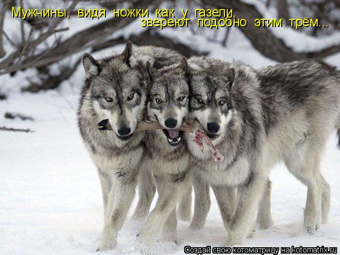 Котоматрица: Мужчины,  видя  ножки  как  у  газели, звереют  подобно  этим  трём...