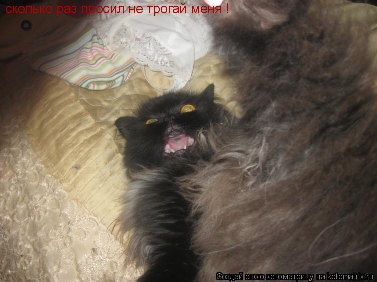 Котоматрица: сколько раз просил не трогай меня !