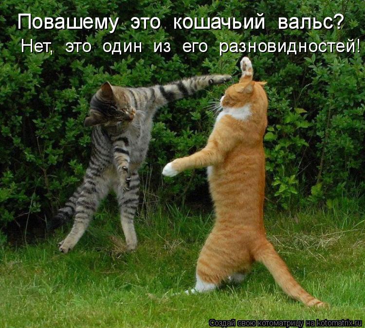Котоматрица: Повашему  это  кошачьий  вальс? Нет,  это  один  из  его  разновидностей!
