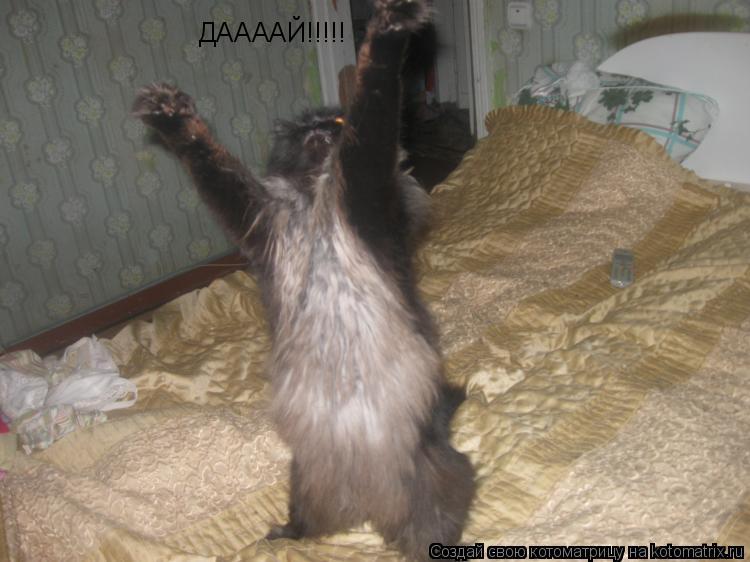 Котоматрица: ДААААЙ!!!!!