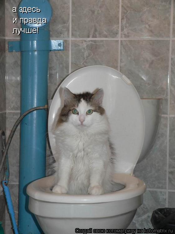 Котоматрица: а здесь и правда лучше!