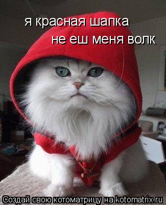 Котоматрица: я красная шапка  я красная шапка  не еш меня волк