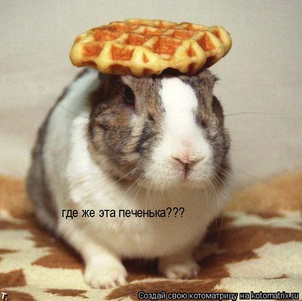 Котоматрица: где же эта печенька???