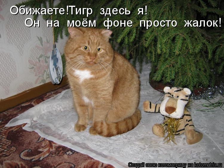 Котоматрица: Обижаете!Тигр  здесь  я! Он  на  моём  фоне  просто  жалок!