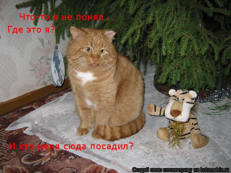 Котоматрица: Что-то я не понял...  Где это я? И кто меня сюда посадил?