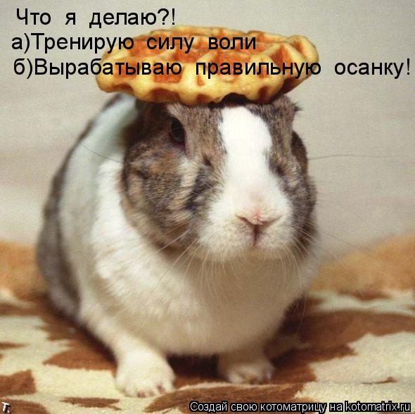 Котоматрица: Что  я  делаю?! а)Тренирую  силу  воли б)Вырабатываю  правильную  осанку!