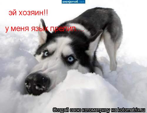 Котоматрица: эй хозяин!! у меня язык прелип....