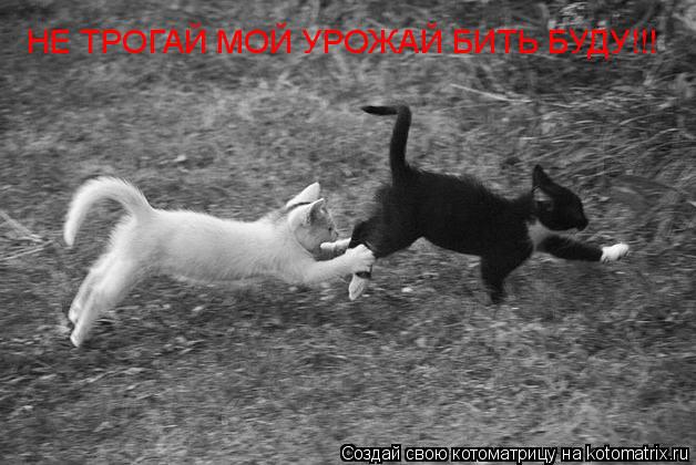 Котоматрица: НЕ ТРОГАЙ МОЙ УРОЖАЙ БИТЬ БУДУ!!!