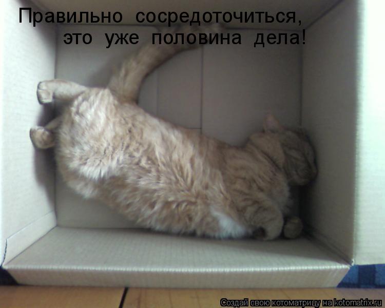 Котоматрица: Правильно  сосредоточиться,   это  уже  половина  дела!