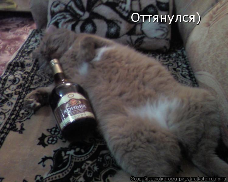 Котоматрица: Оттянулся)