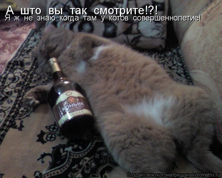 Котоматрица: А  што  вы  так  смотрите!?! Я  ж  не  знаю  когда  там  у  котов  совершеннолетие!