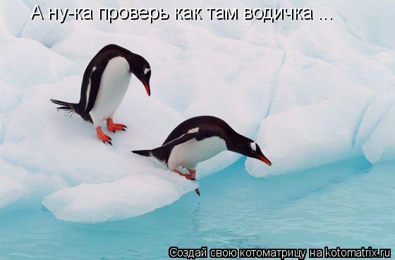 Котоматрица: А ну-ка проверь как там водичка ...