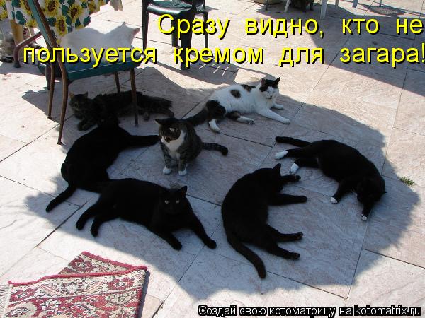 Котоматрица: Сразу  видно,  кто  не   пользуется  кремом  для  загара!