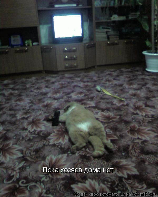 Котоматрица: Пока хозяев дома нет...