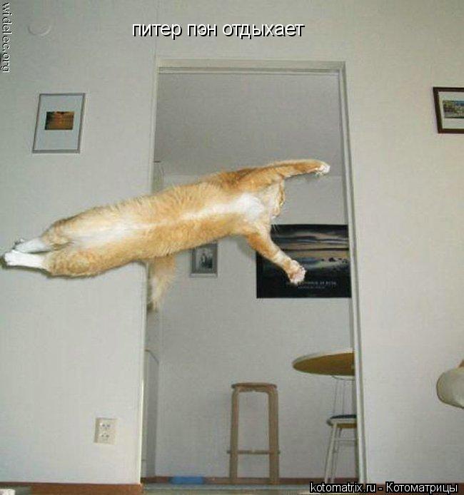 Котоматрица: питер пэн отдыхает