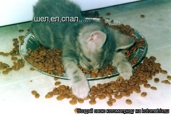 Котоматрица: шел,ел,спал......