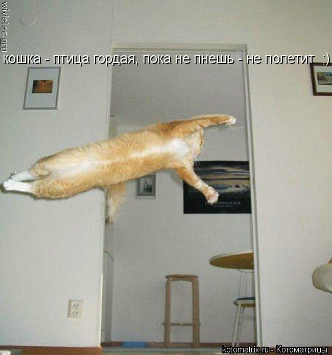 Котоматрица: кошка - птица гордая, пока не пнешь - не полетит  ;)