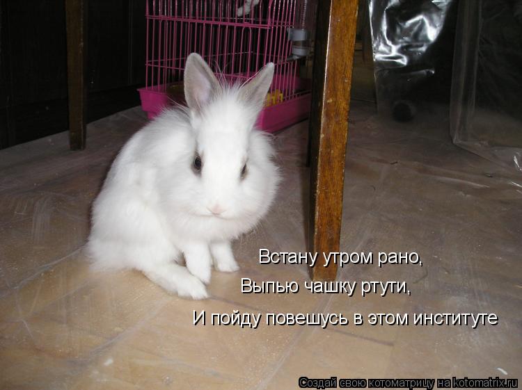 Котоматрица: Встану утром рано,  Выпью чашку ртути,  И пойду повешусь в этом институте