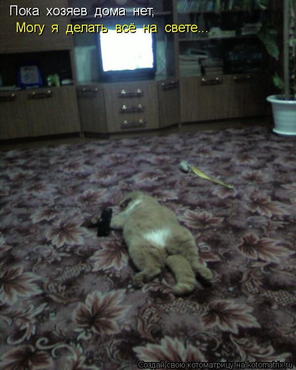 Котоматрица: Пока  хозяев  дома  нет,   Могу  я  делать  всё  на  свете...