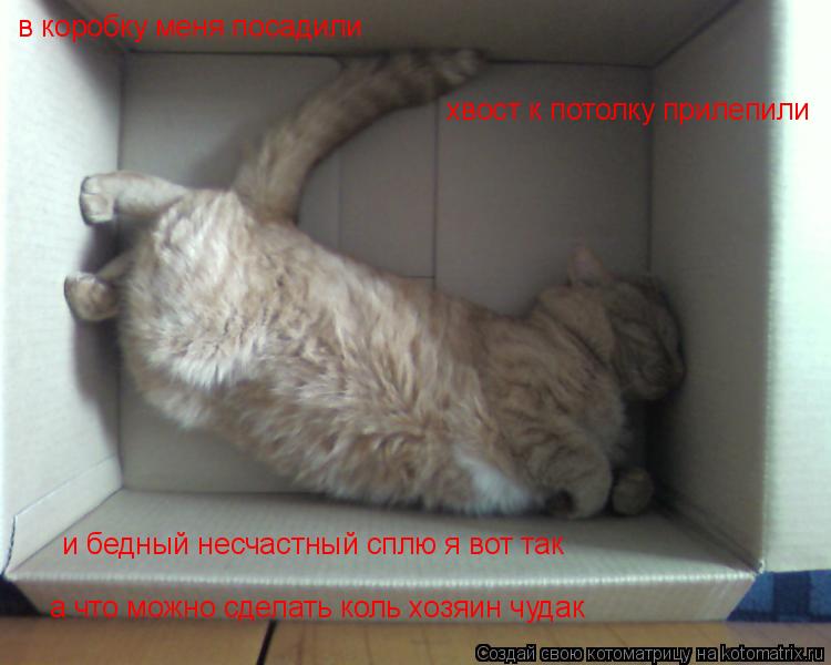 Котоматрица: в коробку меня посадили хвост к потолку прилепили и бедный несчастный сплю я вот так а что можно сделать коль хозяин чудак
