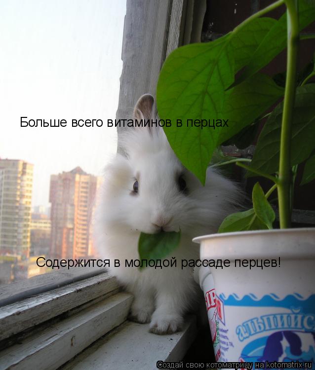 Котоматрица: Больше всего витаминов в перцах Содержится в молодой рассаде перцев!