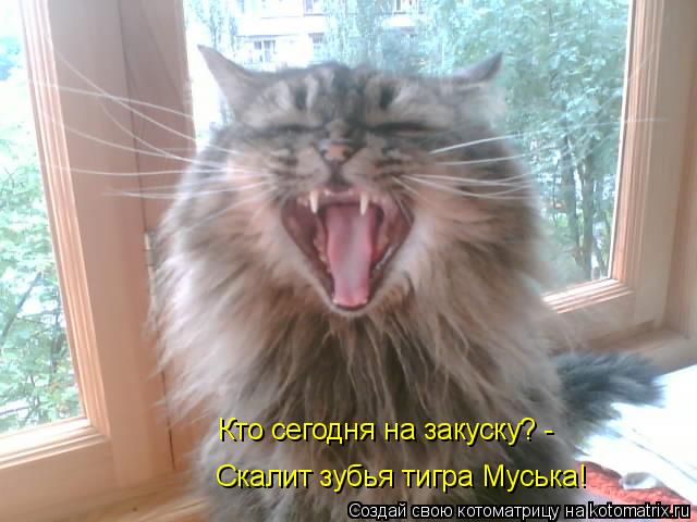 Котоматрица: Кто сегодня на закуску? - Скалит зубья тигра Муська!