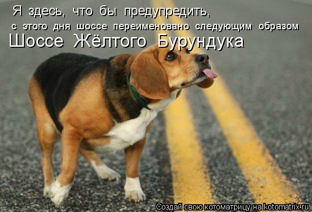 Котоматрица: Я  здесь,  что  бы  предупредить, с  этого  дня  шоссе  переименовано  следующим  образом Шоссе  Жёлтого  Бурундука