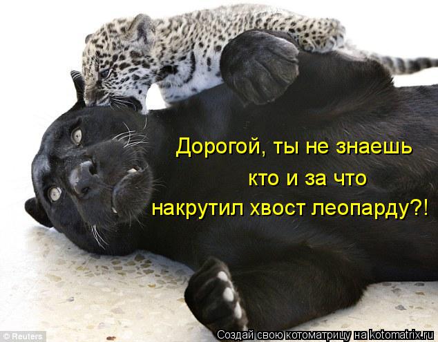 Котоматрица: Дорогой, ты не знаешь кто и за что накрутил хвост леопарду?!
