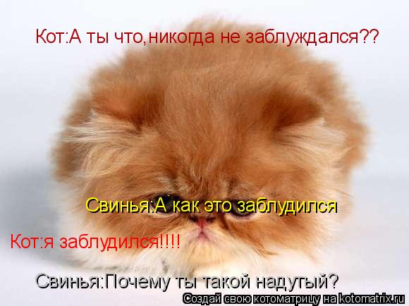 Котоматрица: Свинья:Почему ты такой надутый? Кот:я заблудился!!!! Свинья:А как это заблудился Кот:А ты что,никогда не заблуждался??