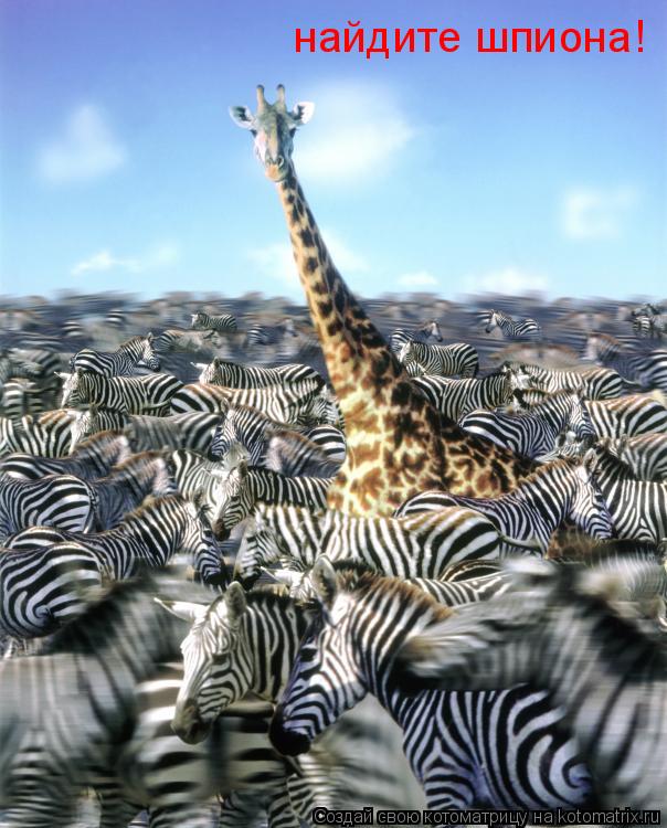 Котоматрица: найдите шпиона!