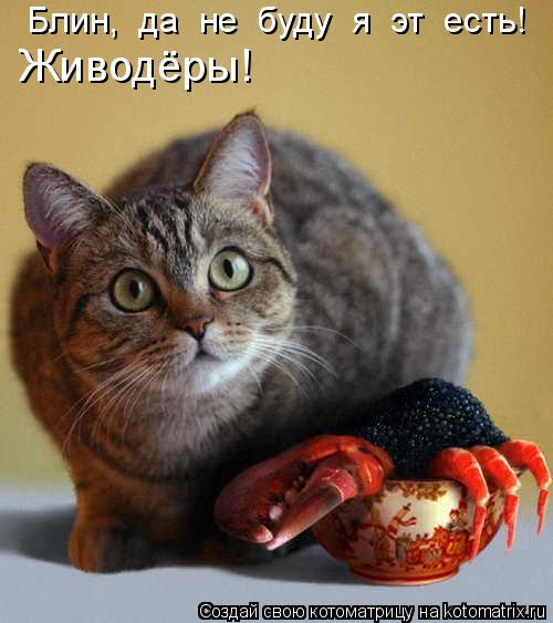 Котоматрица: Блин,  да  не  буду  я  эт  есть! Живодёры!
