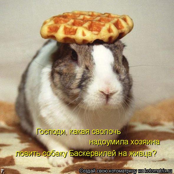 Котоматрица: Господи, какая сволочь надоумила хозяина ловить собаку Баскервилей на живца?