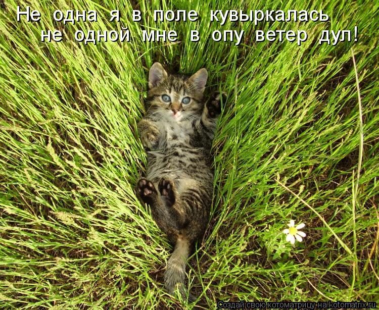 Котоматрица: Не  одна  я  в  поле  кувыркалась не  одной  мне  в  опу  ветер  дул!