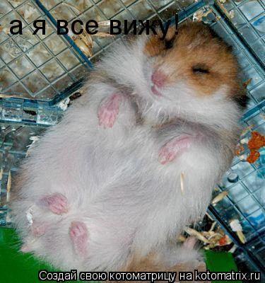 Котоматрица: а я все вижу!