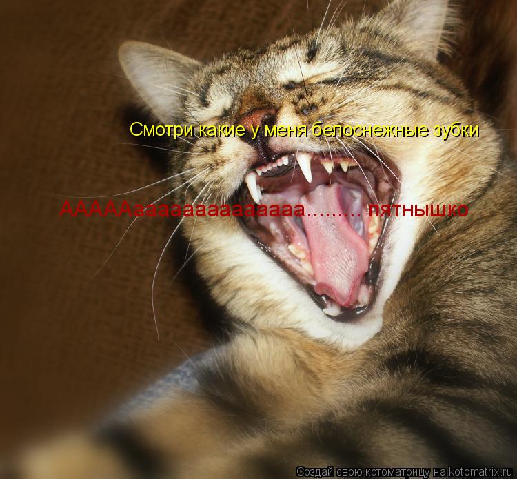 Котоматрица: Смотри какие у меня белоснежные зубки АААААаааааааааааааа......... пятнышко