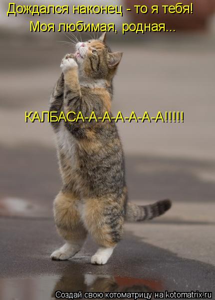 Котоматрица: Дождался наконец - то я тебя! Моя любимая, родная... КАЛБАСА-А-А-А-А-А-А!!!!!