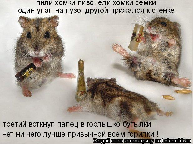 Котоматрица: пили хомки пиво, ели хомки семки  один упал на пузо, другой прижался к стенке. третий воткнул палец в горлышко бутылки нет ни чего лучше прив