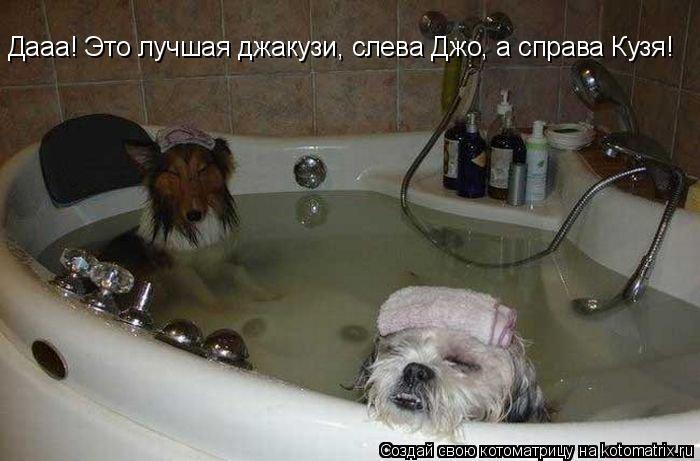 Котоматрица: Дааа! Это лучшая джакузи, слева Джо, а справа Кузя! Дааа! Это лучшая джакузи, слева Джо, а справа Кузя!  Дааа! Это лучшая джакузи, слева Джо, а сп
