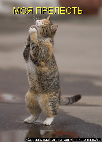 Котоматрица: МОЯ ПРЕЛЕСТЬ