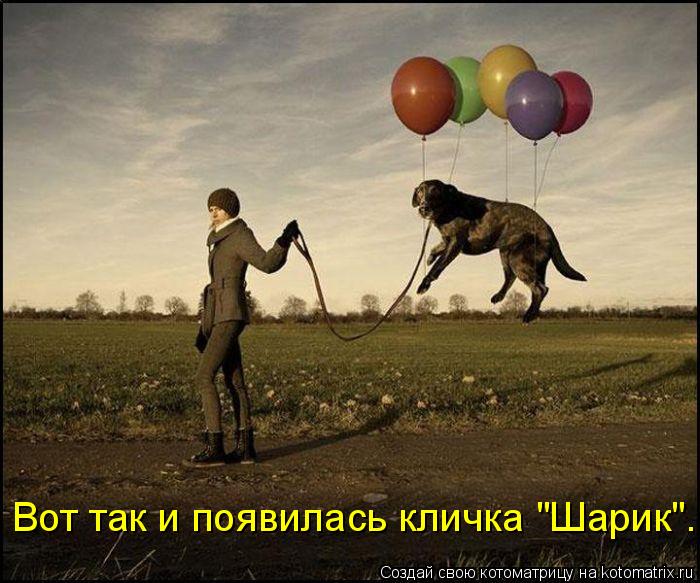 Вот так и появилась кличка "Шарик".... Котоматрица: Вот так и появилась кличка "Шарик".