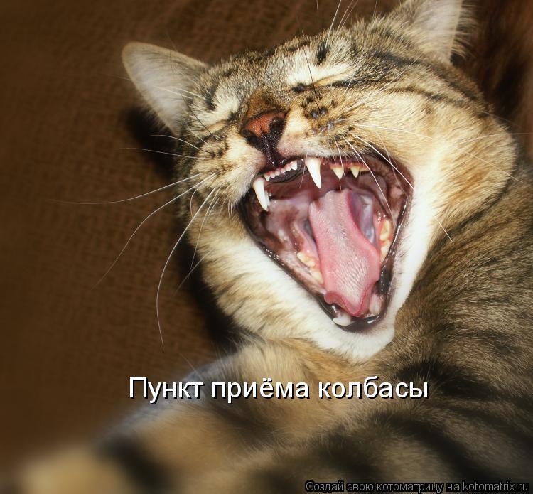 Котоматрица: Пункт приёма колбасы