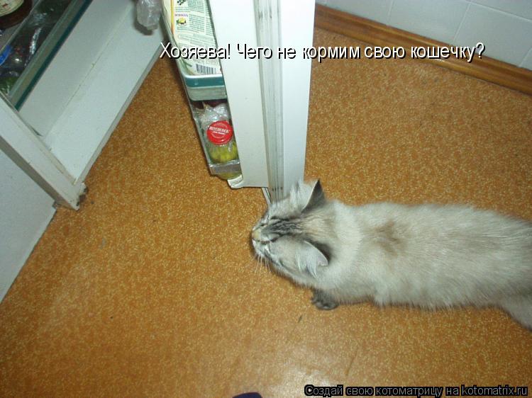 Котоматрица: Хозяева! Чего не кормим свою кошечку?