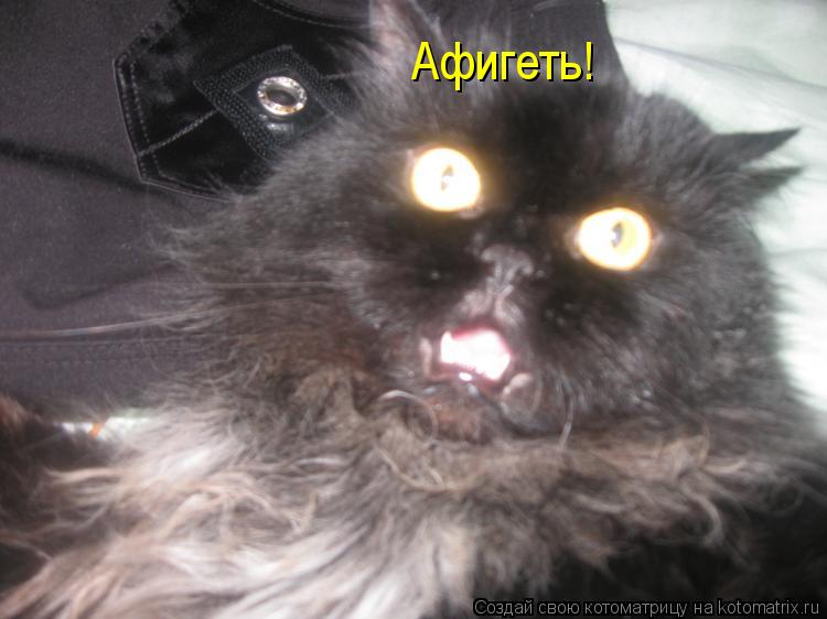Котоматрица: Афигеть!