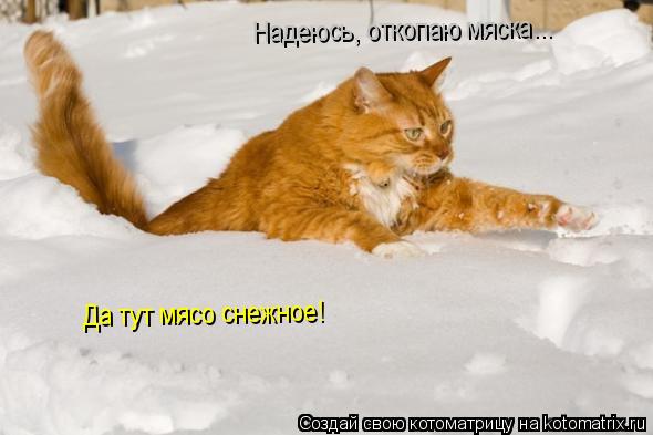 Котоматрица: Надеюсь, откопаю мяска... Да тут мясо снежное!